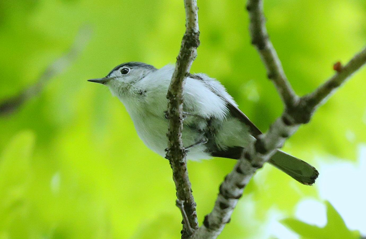 Blue-gray Gnatcatcher - ML619584357