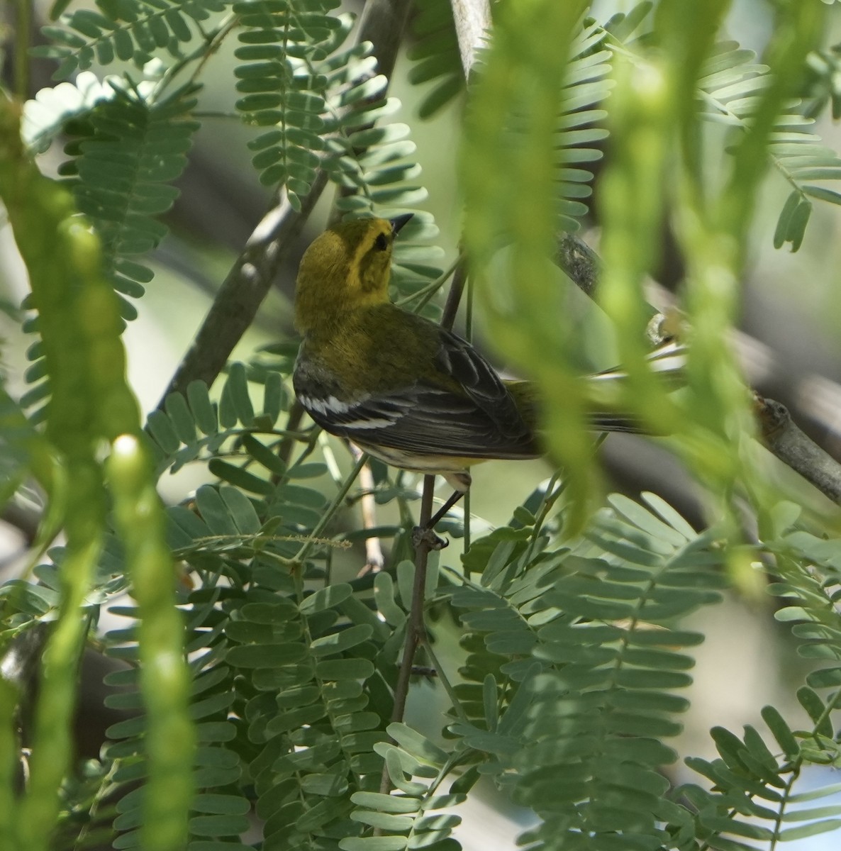 Black-throated Green Warbler - John Rhoades