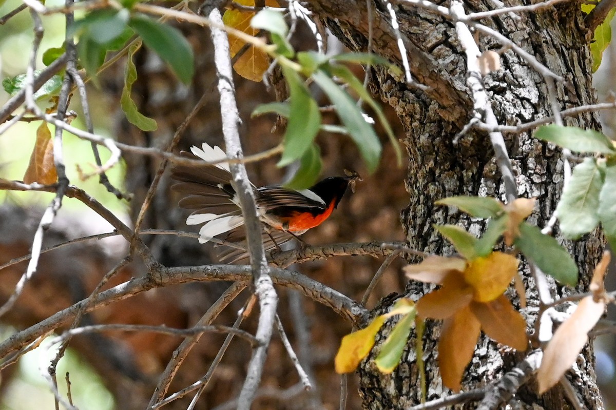 Painted Redstart - Carrie Gelsey