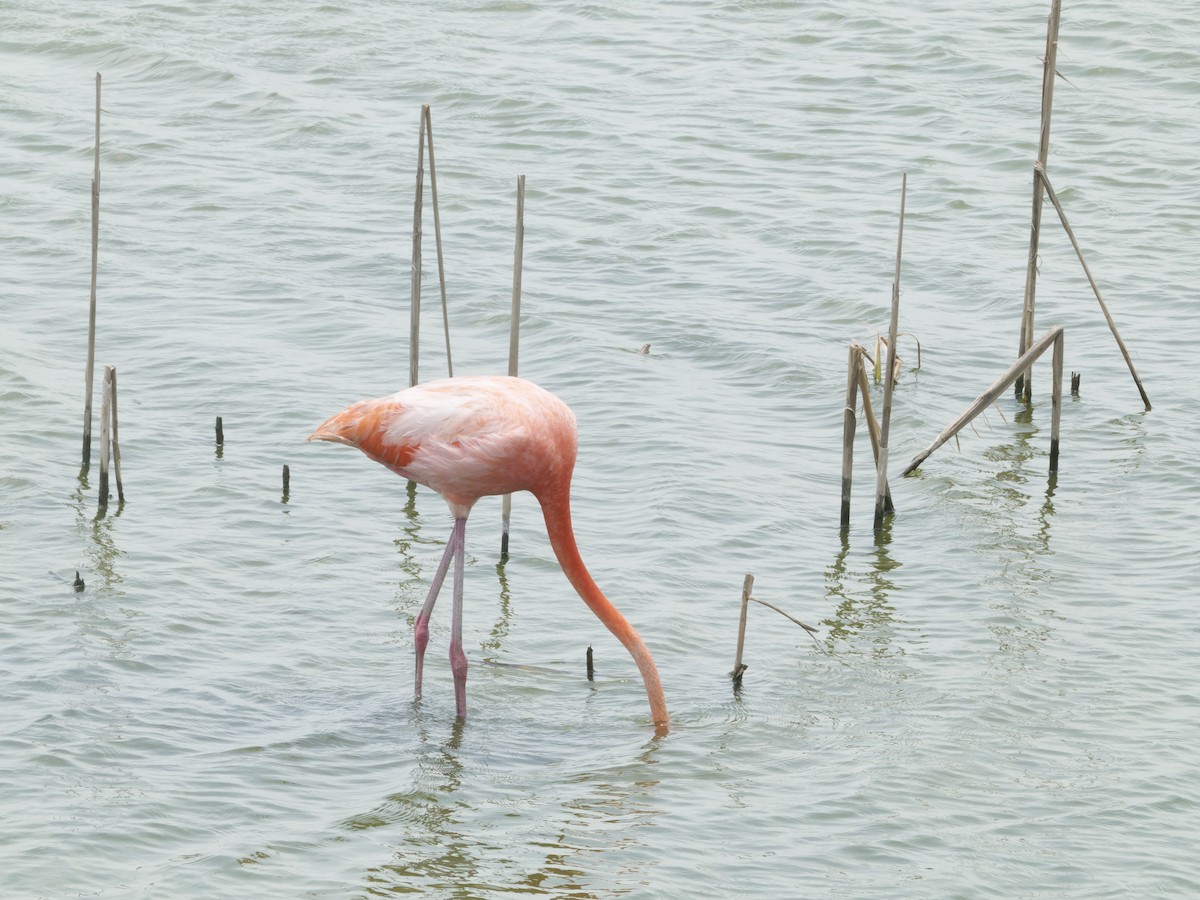 American Flamingo - Eric Sibbald