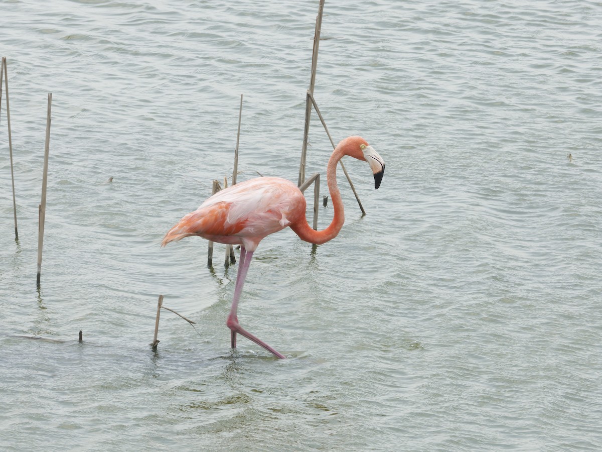 American Flamingo - Eric Sibbald