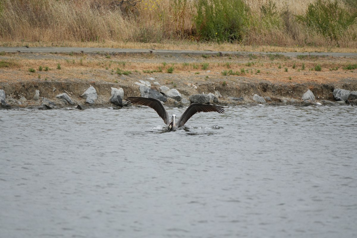 Brown Pelican - ML619584374