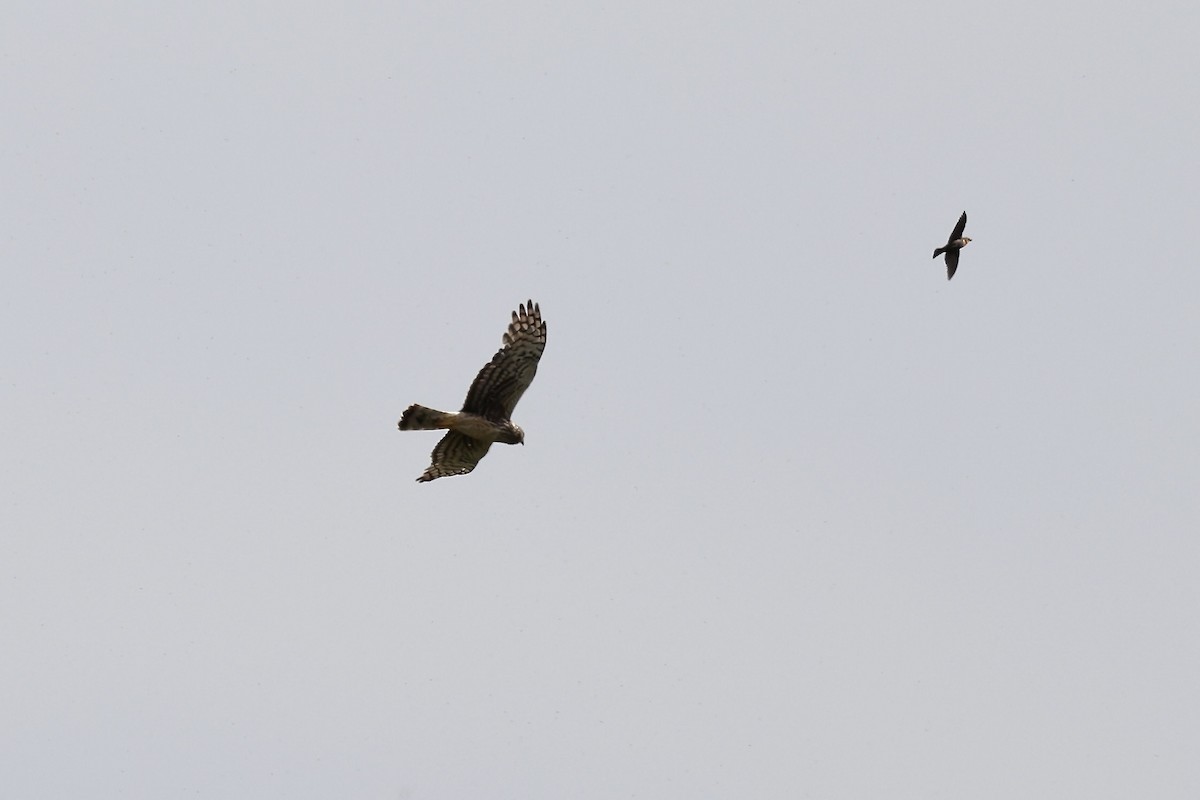 Northern Harrier - Karen Barlow