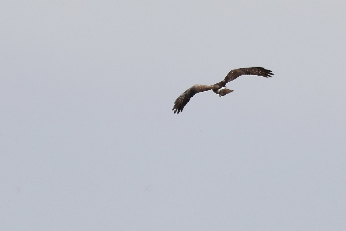 Northern Harrier - Karen Barlow