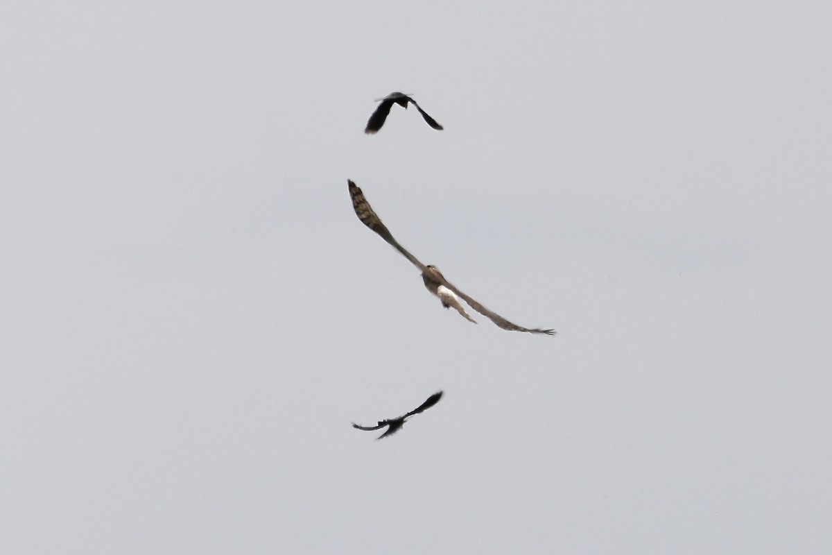 Northern Harrier - Karen Barlow