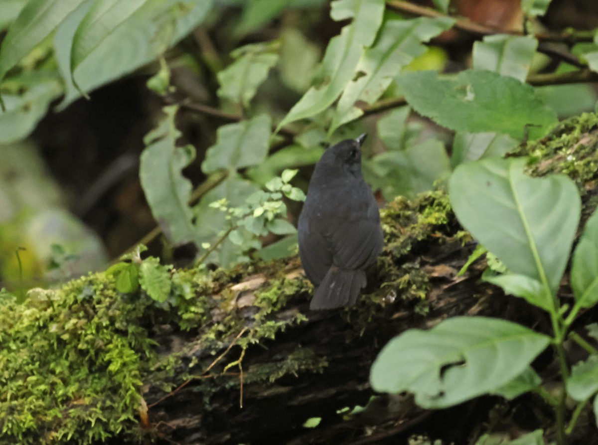 Long-tailed Tapaculo - Michael Smith