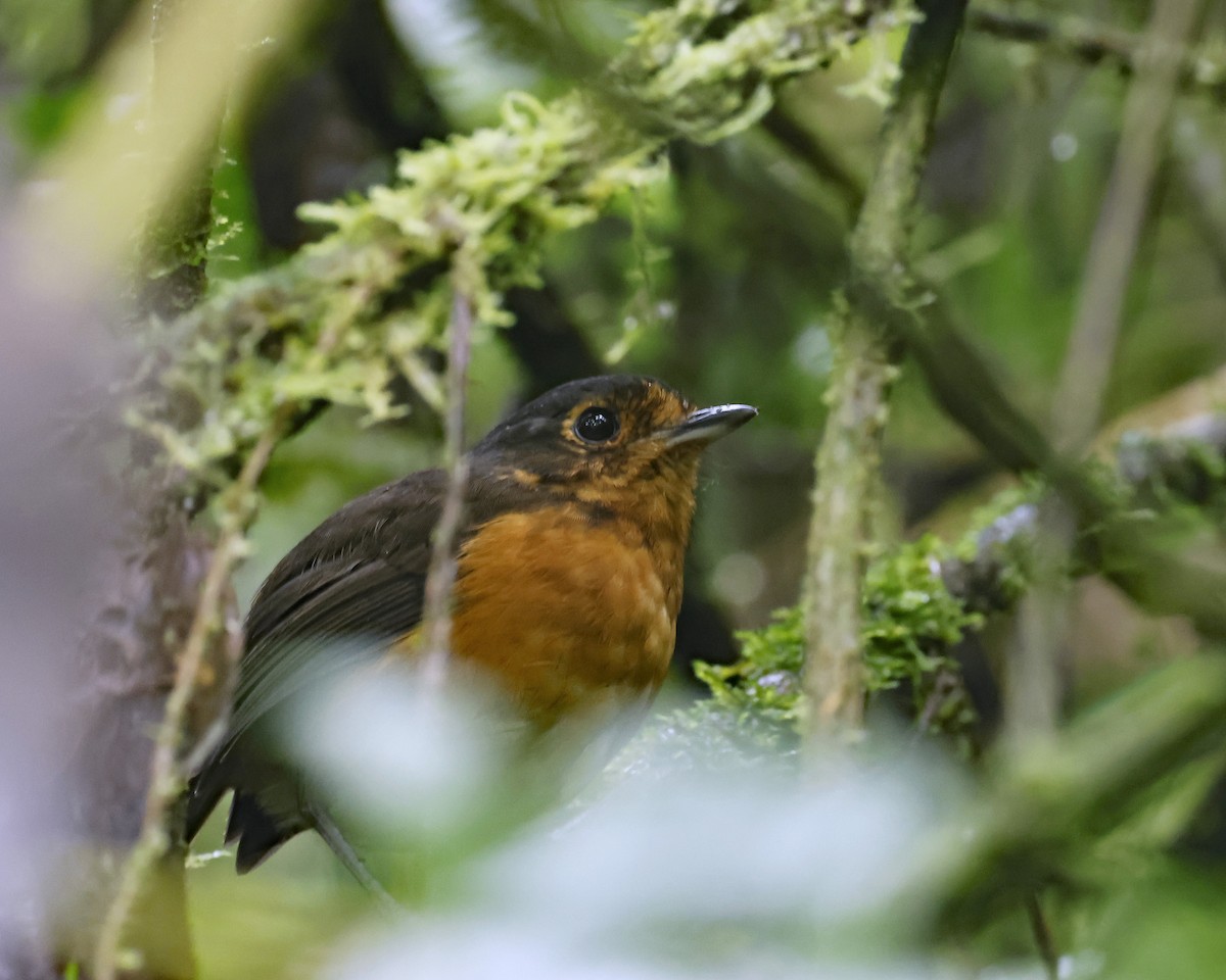 Slate-crowned Antpitta - Michael Smith