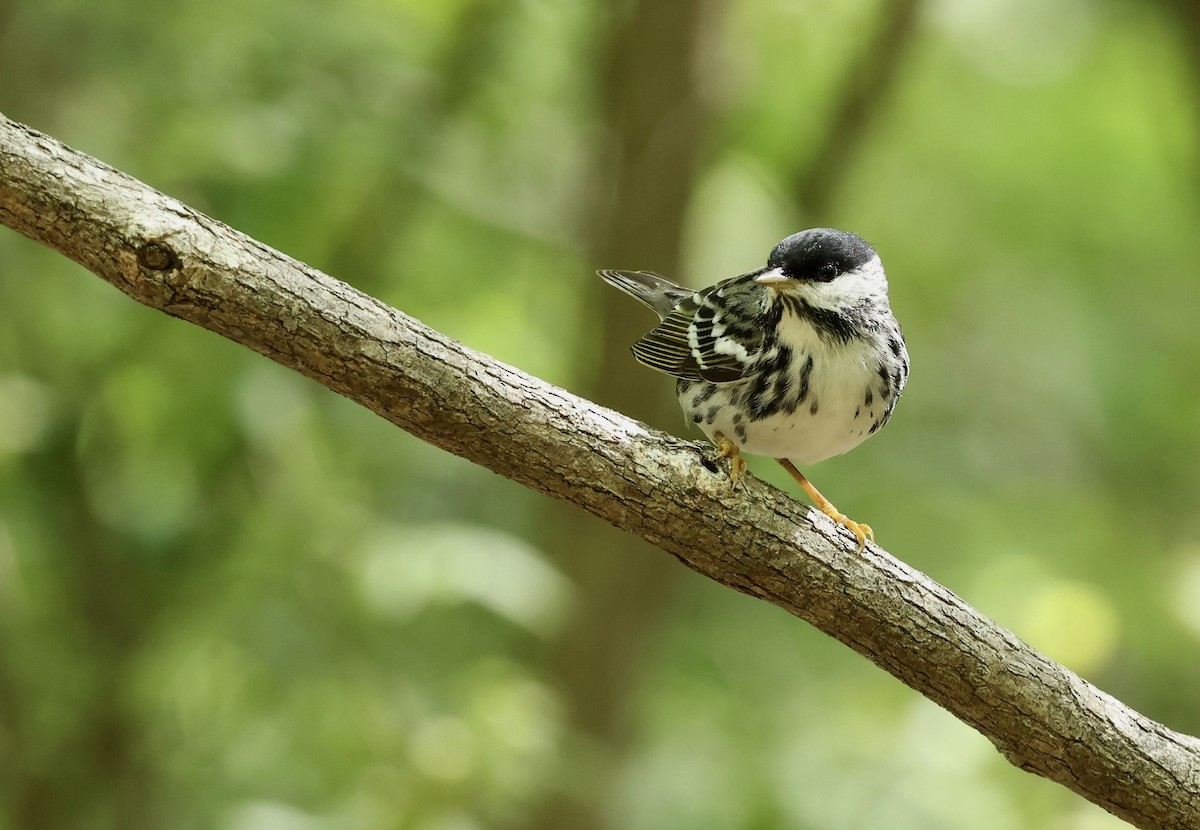 Blackpoll Warbler - Grace Simms  🐦‍⬛