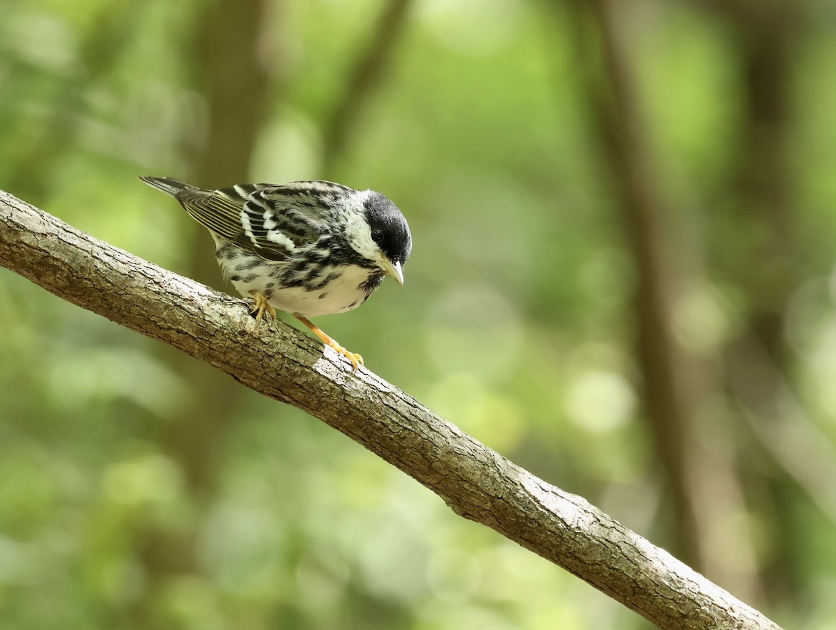 Blackpoll Warbler - Grace Simms  🐦‍⬛