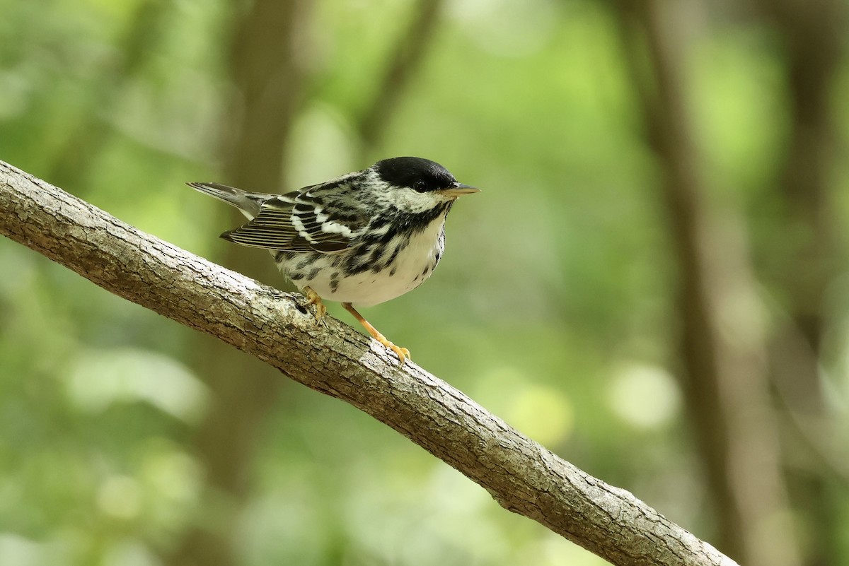 Blackpoll Warbler - Grace Simms  🐦‍⬛