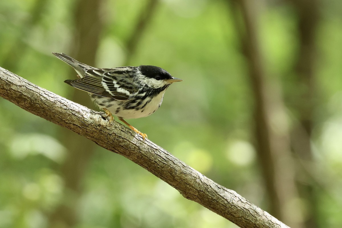 Blackpoll Warbler - Grace Simms  🐦‍⬛