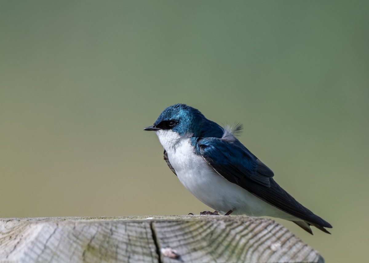 Tree Swallow - Sheila and Ed Bremer