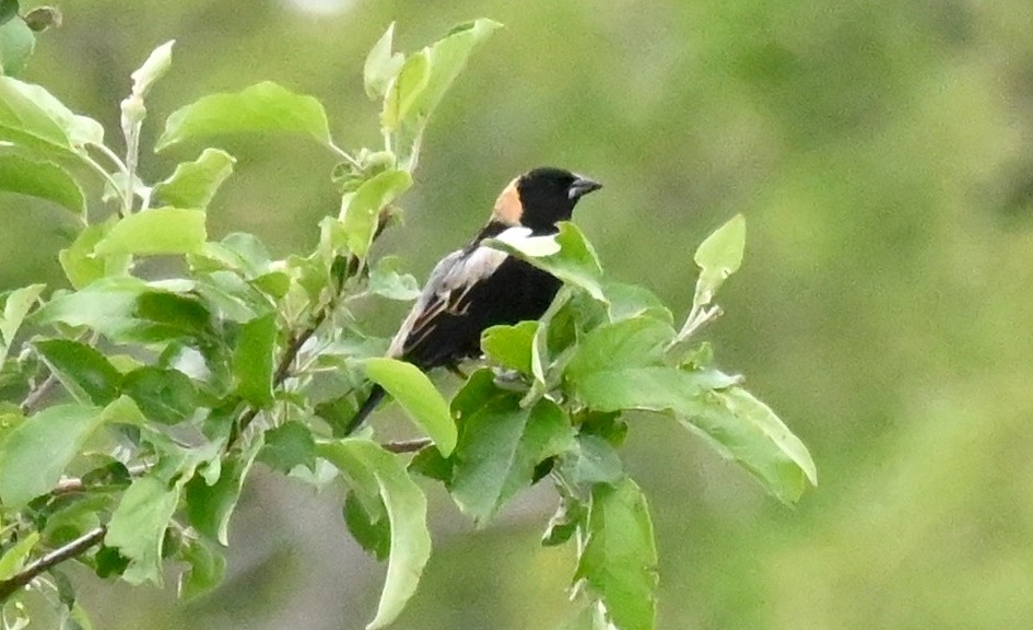 Bobolink - Tim Saylor