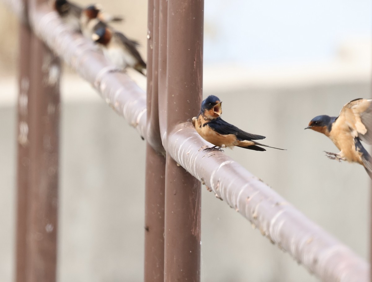 Barn Swallow - Karen Barlow