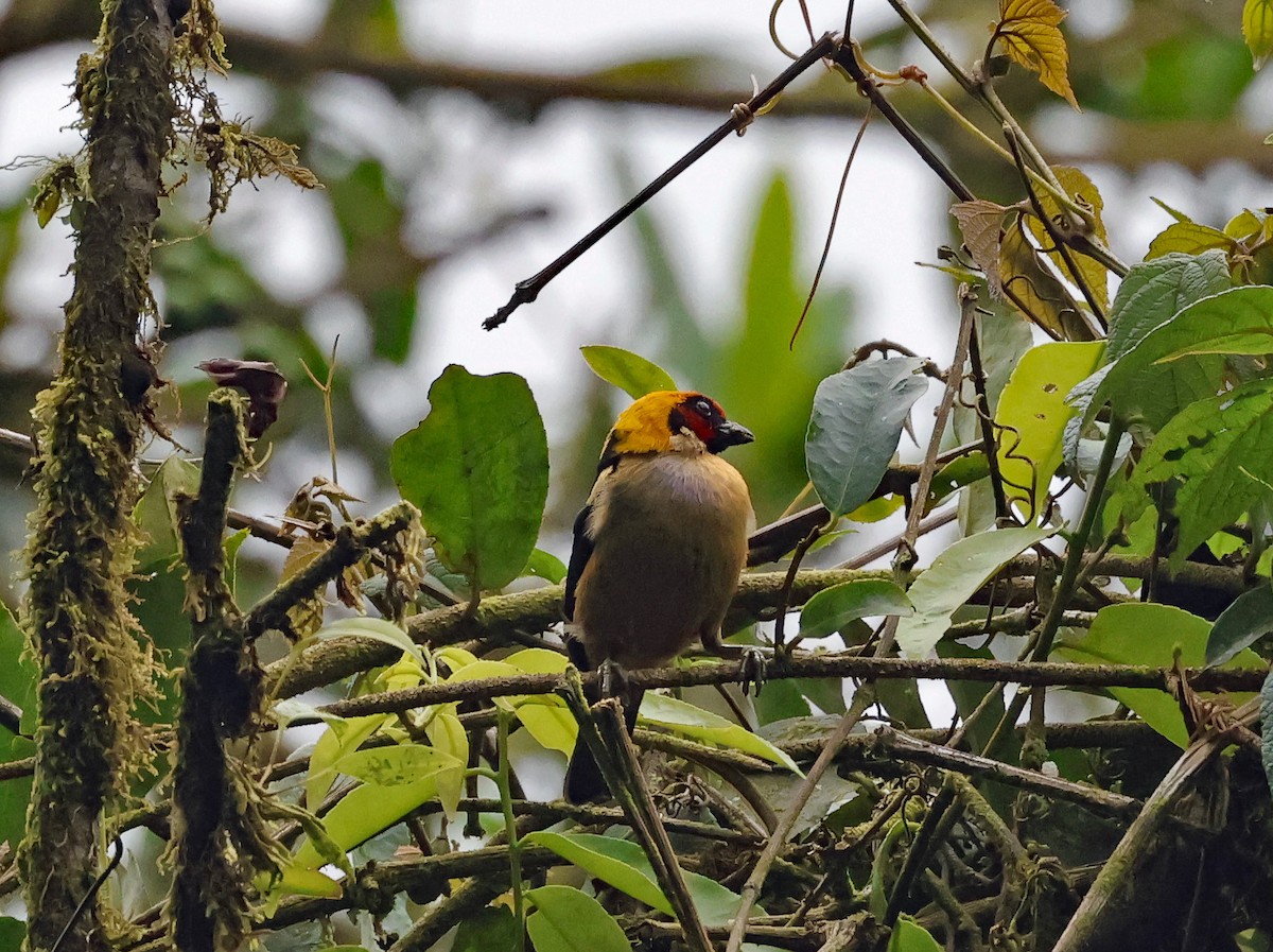 Flame-faced Tanager (Flame-faced) - Michael Smith