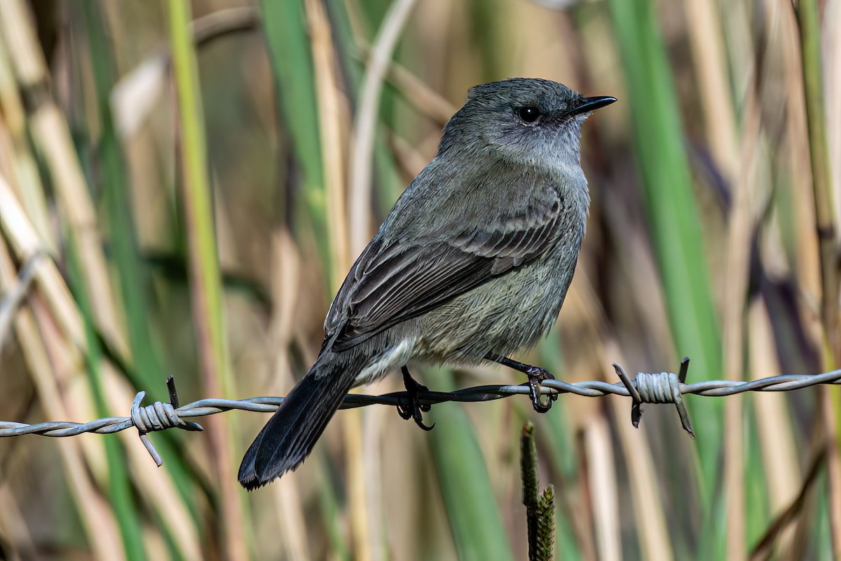 Sooty Tyrannulet - Kurt Gaskill