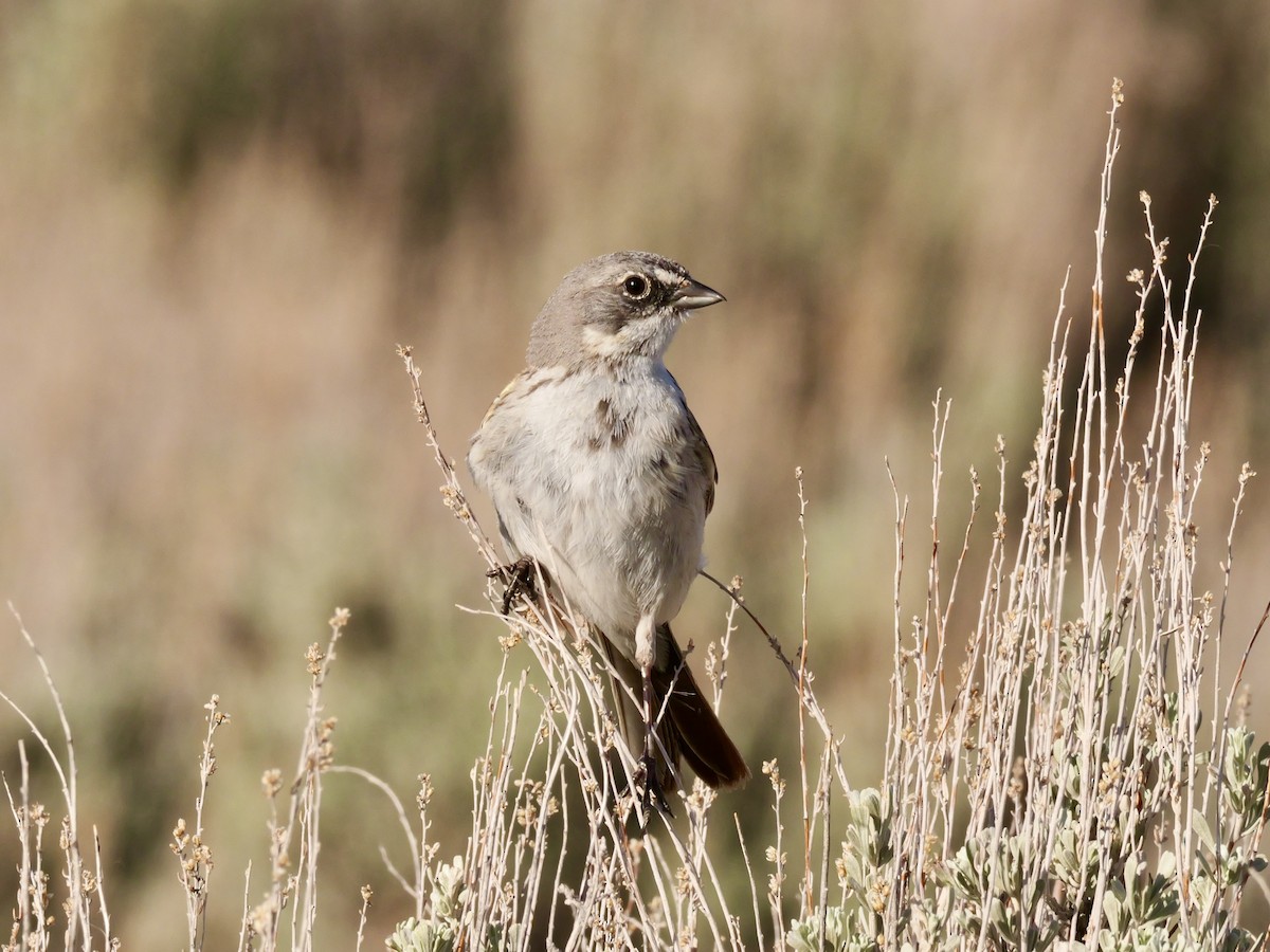 Sagebrush Sparrow - Brett Hartl