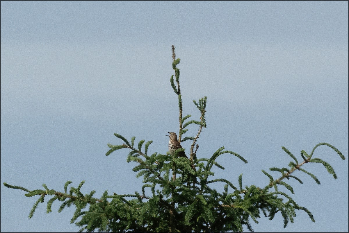 Brown Thrasher - Paul Lagasi