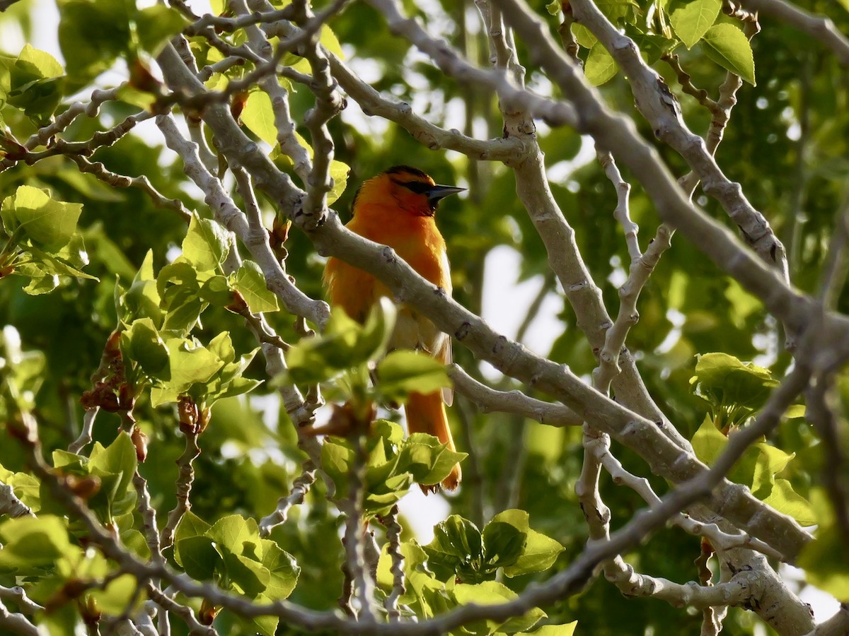 Bullock's Oriole - Brett Hartl