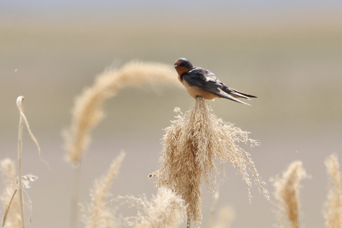 Cliff Swallow - Karen Barlow