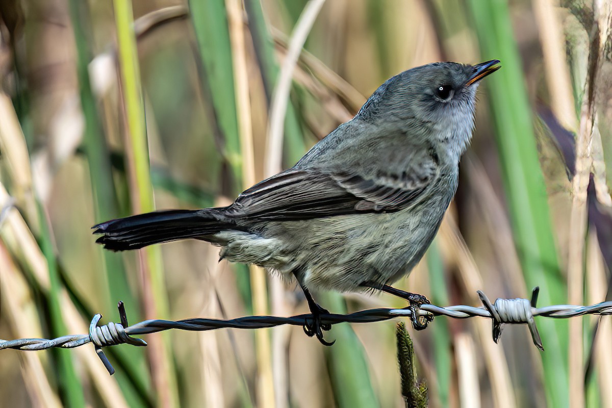 Sooty Tyrannulet - Kurt Gaskill