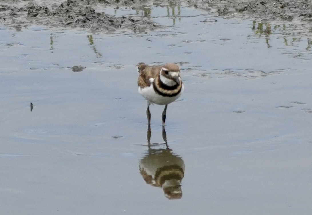 Killdeer - Ryan Ludman