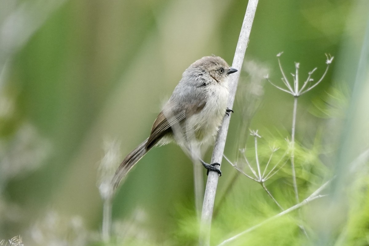 Bushtit - Ryan Ludman