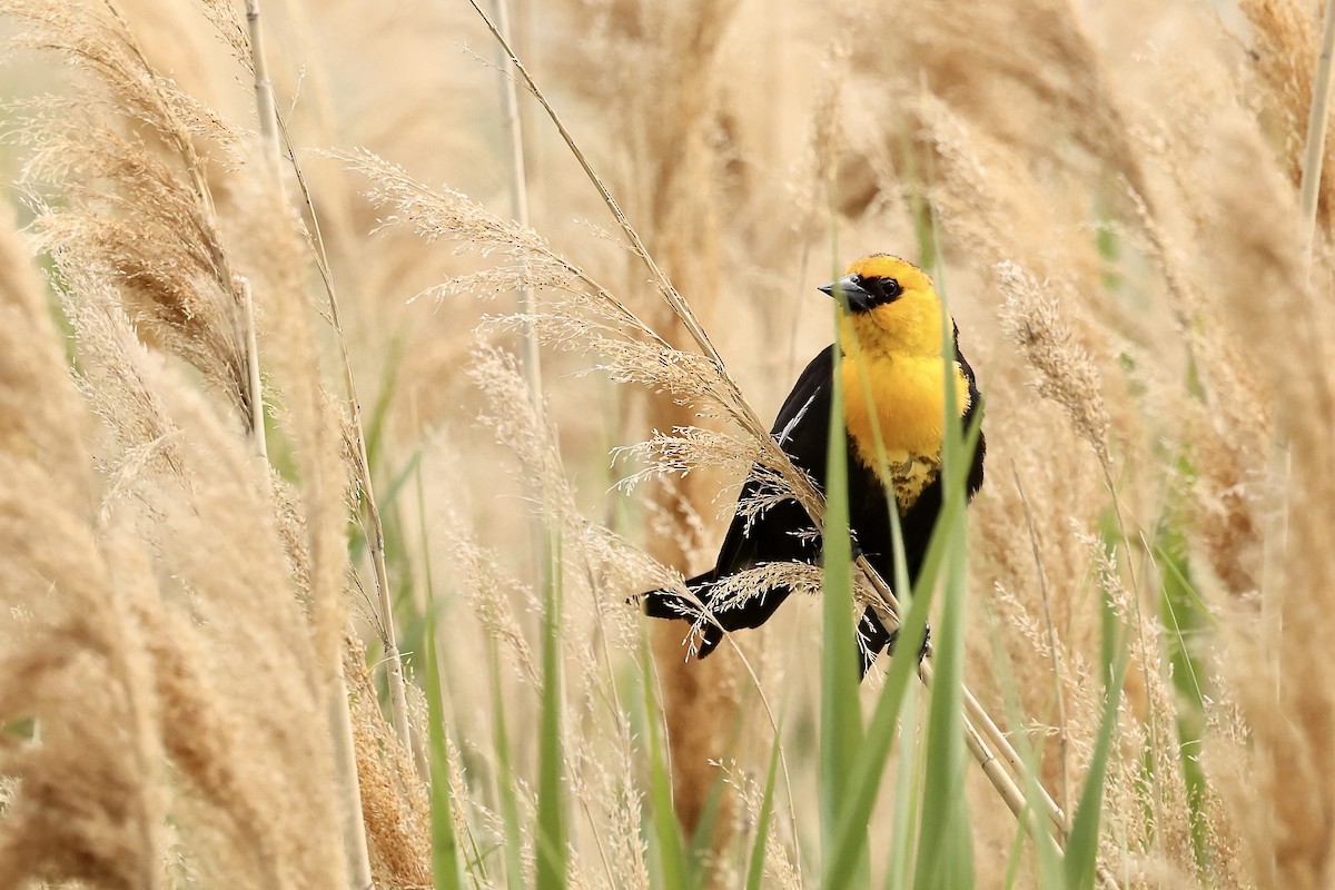 Yellow-headed Blackbird - Karen Barlow