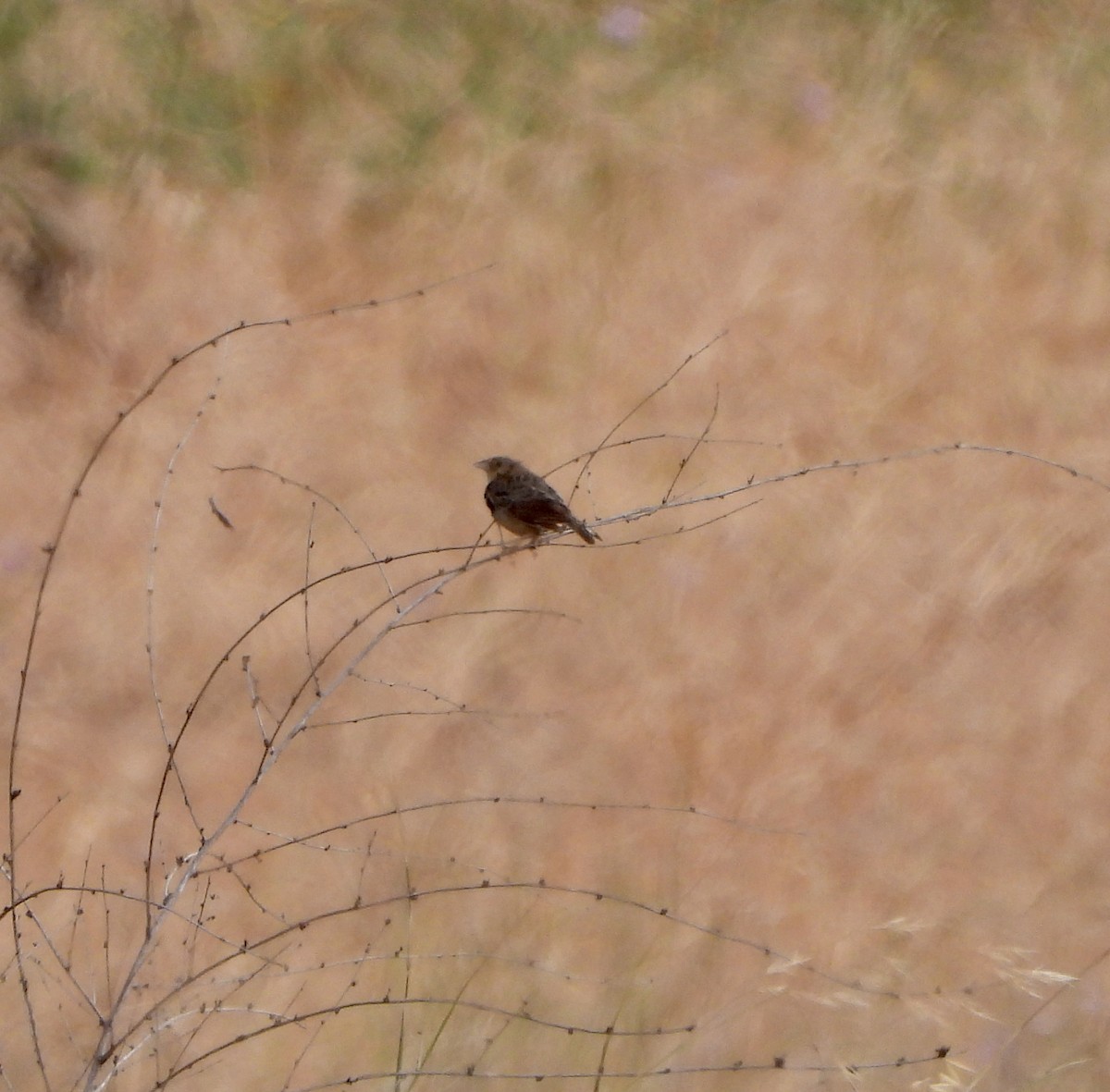 Grasshopper Sparrow - Michelle Haglund