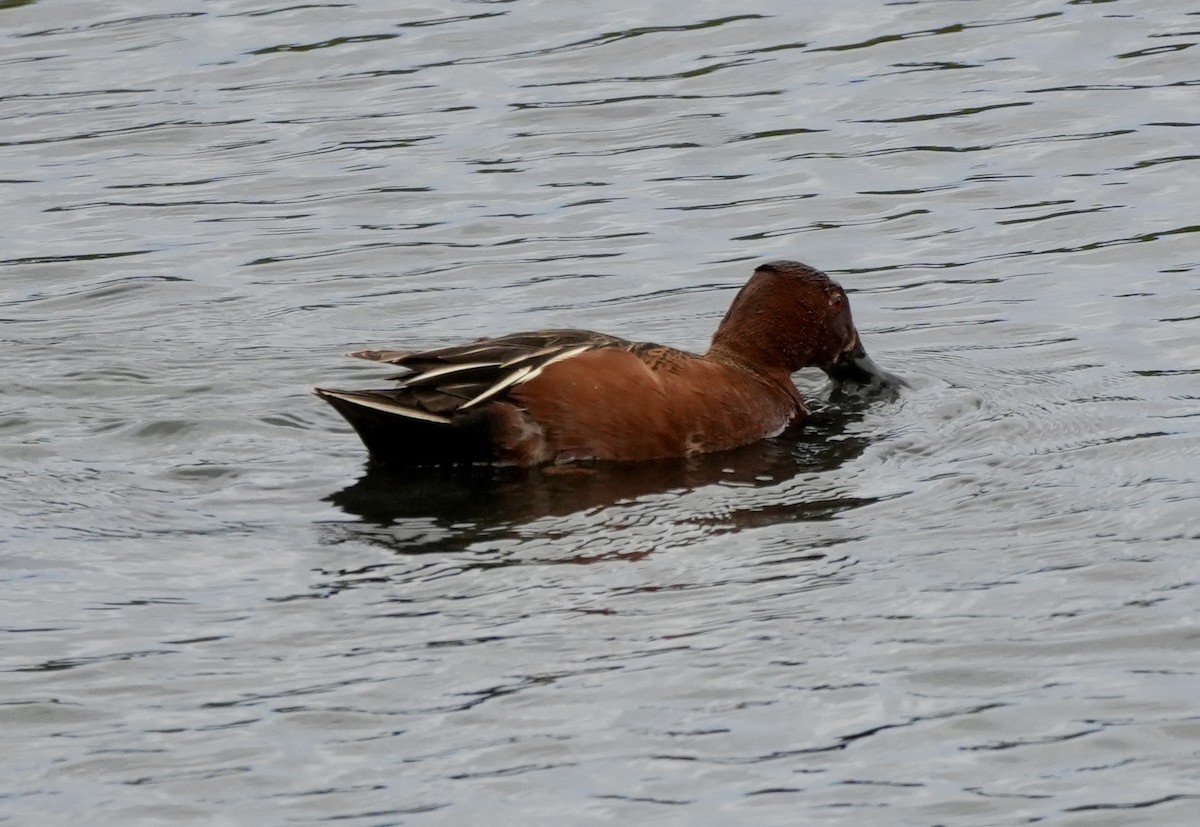 Cinnamon Teal - Ryan Ludman