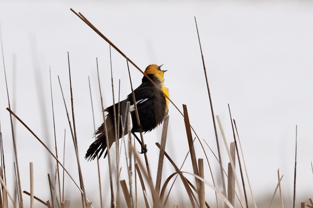 Yellow-headed Blackbird - Karen Barlow