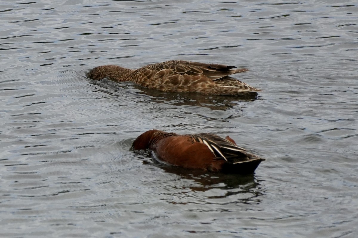 Cinnamon Teal - Ryan Ludman