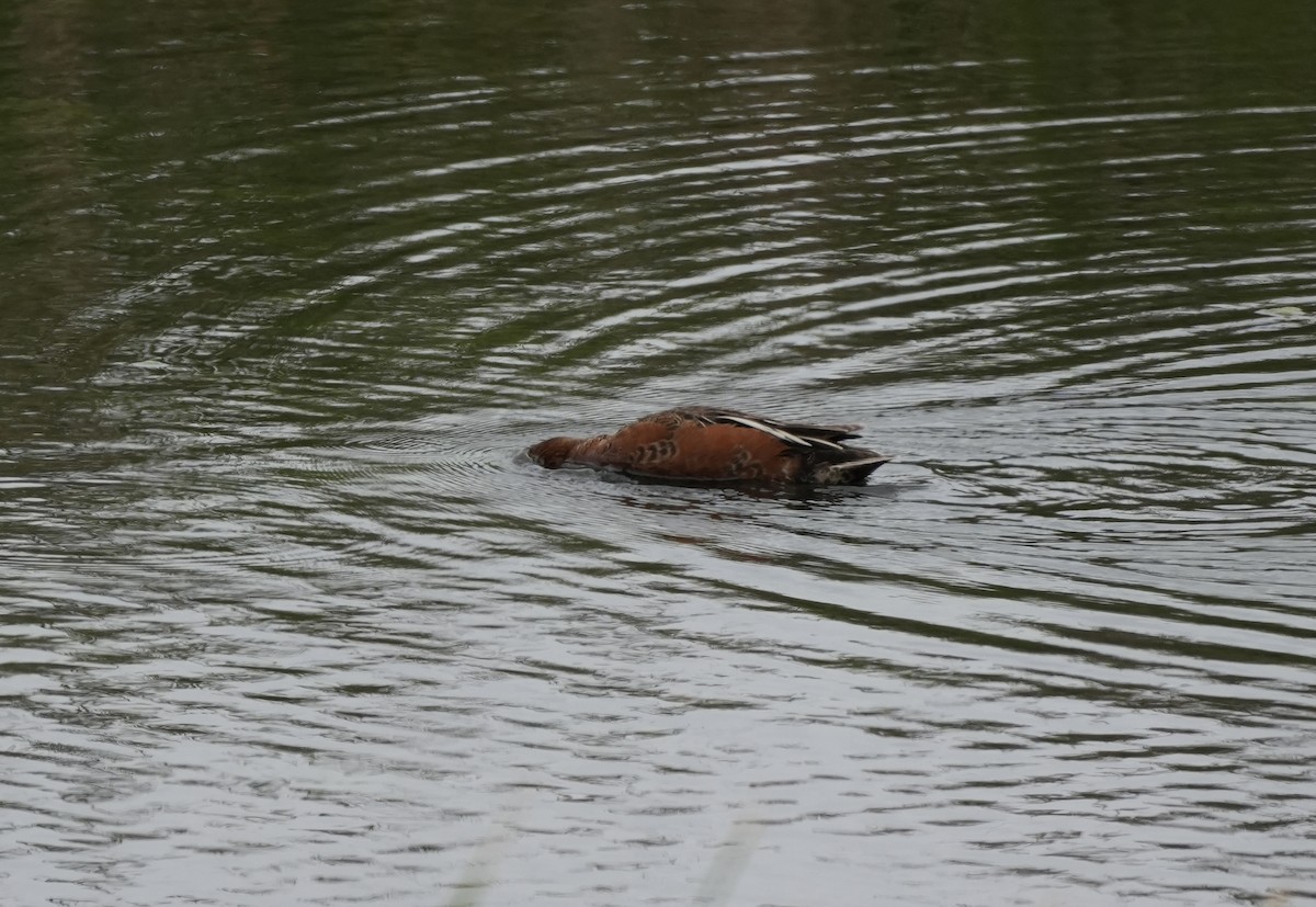 Cinnamon Teal - Ryan Ludman