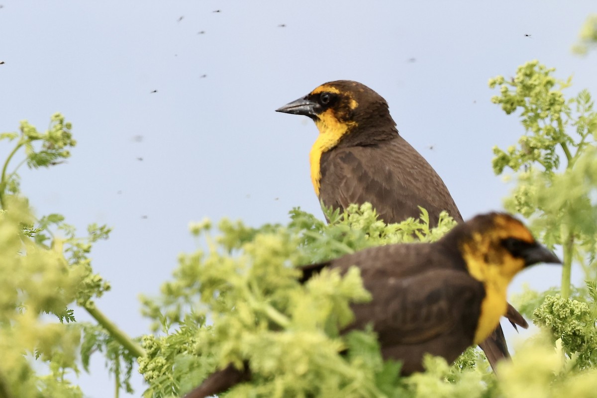 Yellow-headed Blackbird - Karen Barlow