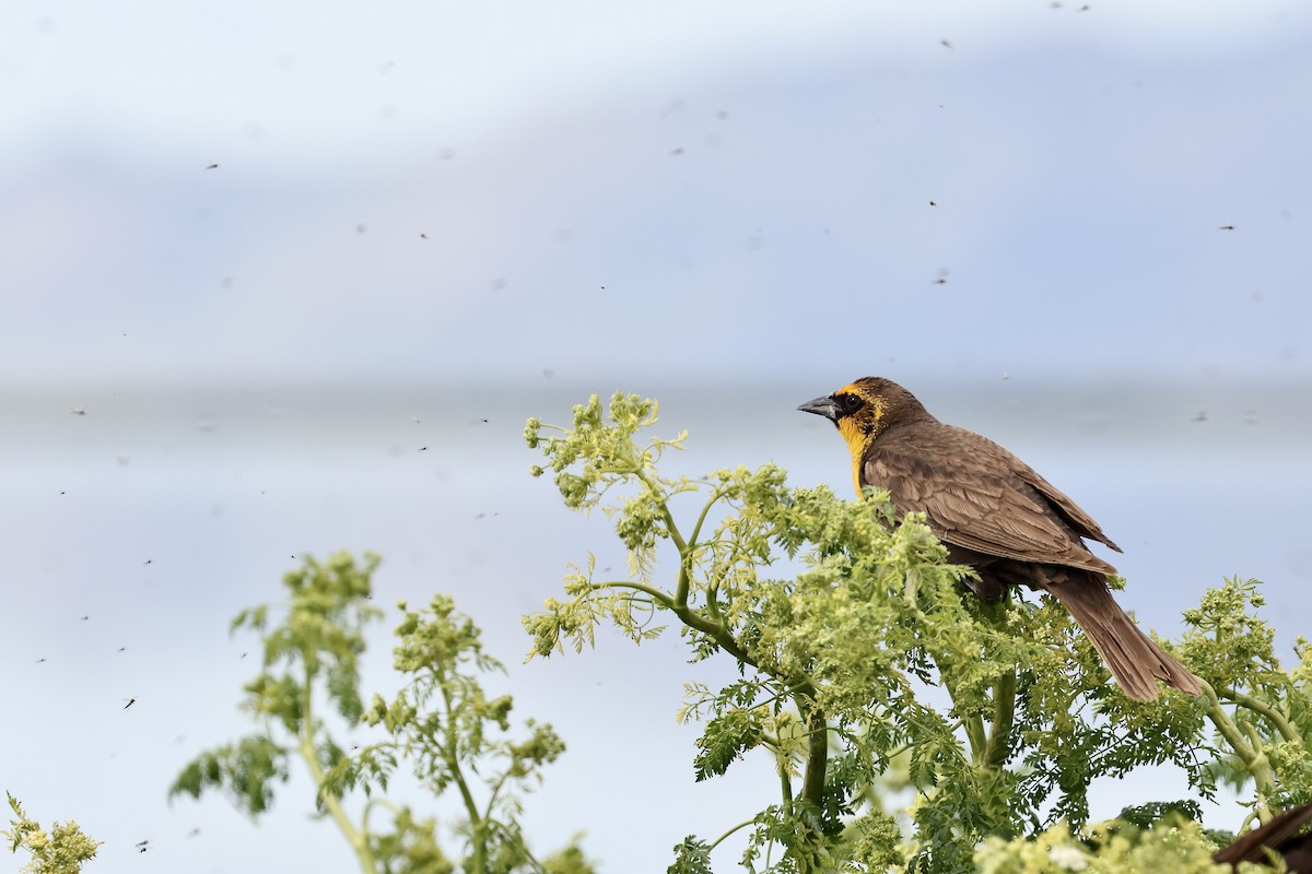 Yellow-headed Blackbird - Karen Barlow