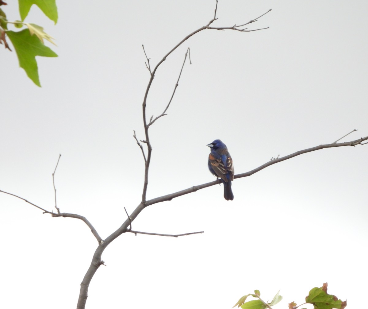 Blue Grosbeak - Michelle Haglund