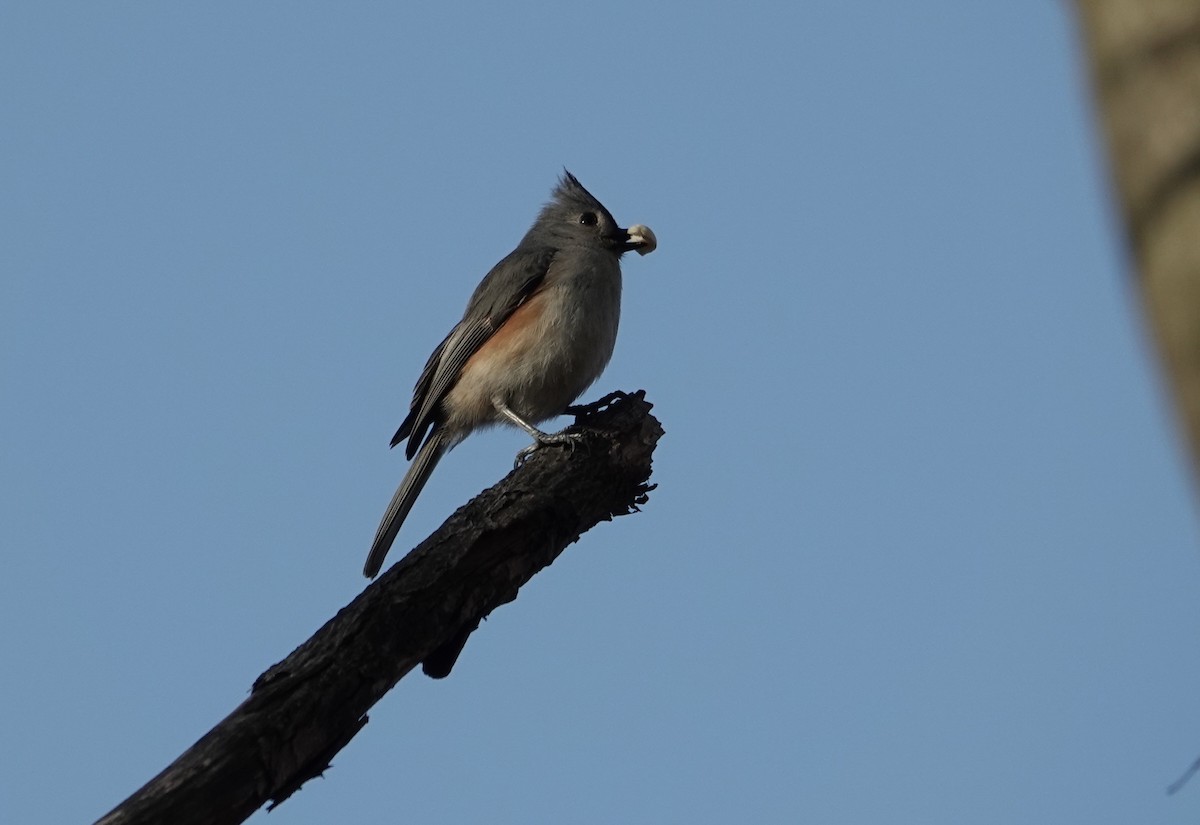 Tufted Titmouse - Linda  LaBella