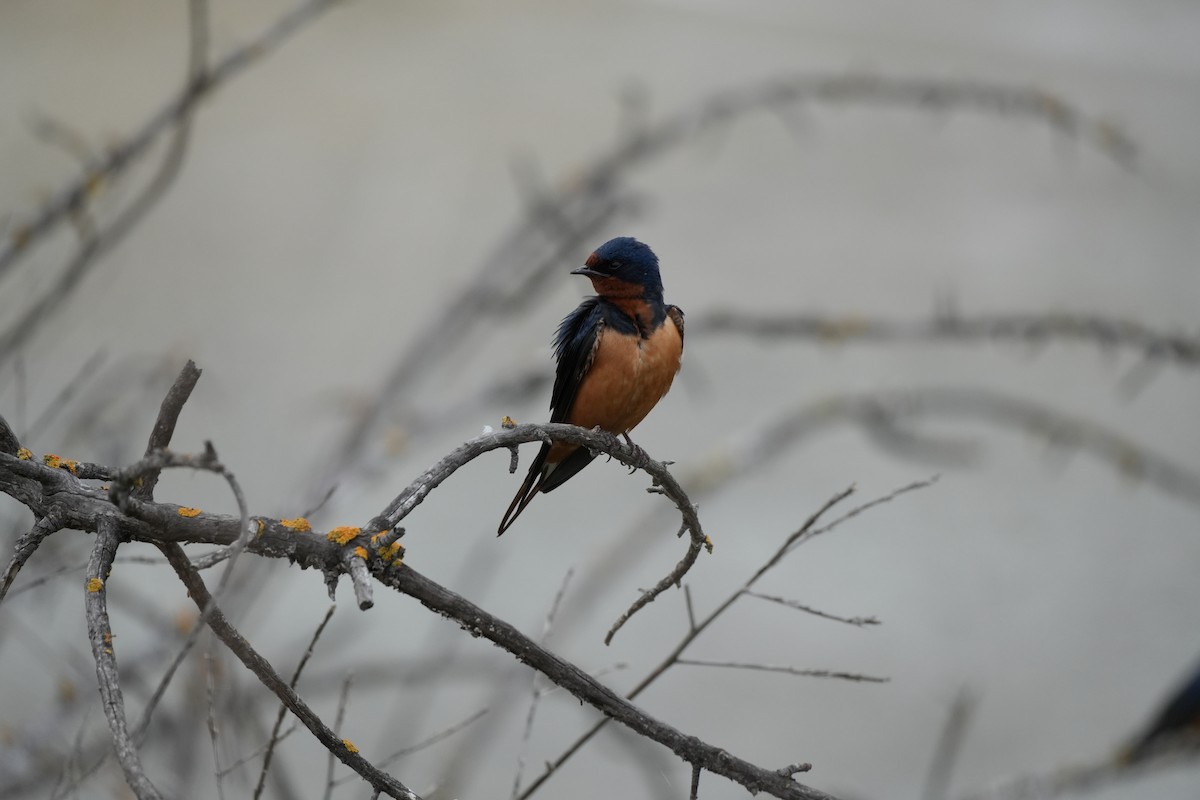 Barn Swallow - Ryan Ludman