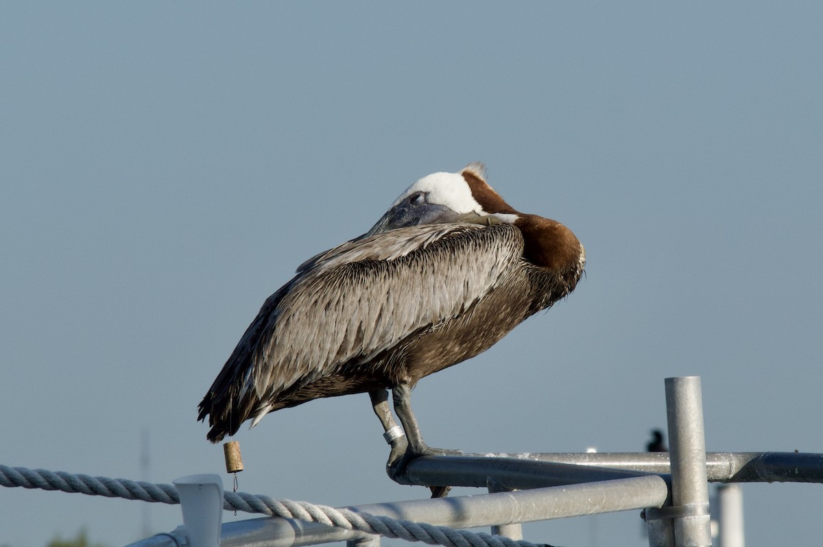 Brown Pelican (Atlantic) - Anonymous