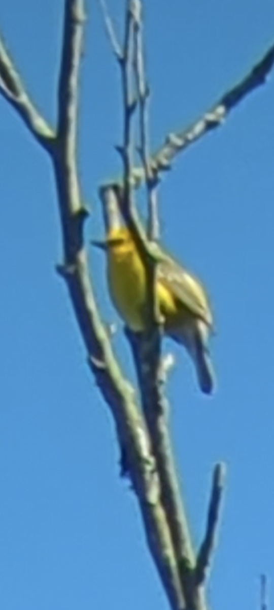 Blue-winged Warbler - Bill Dorner