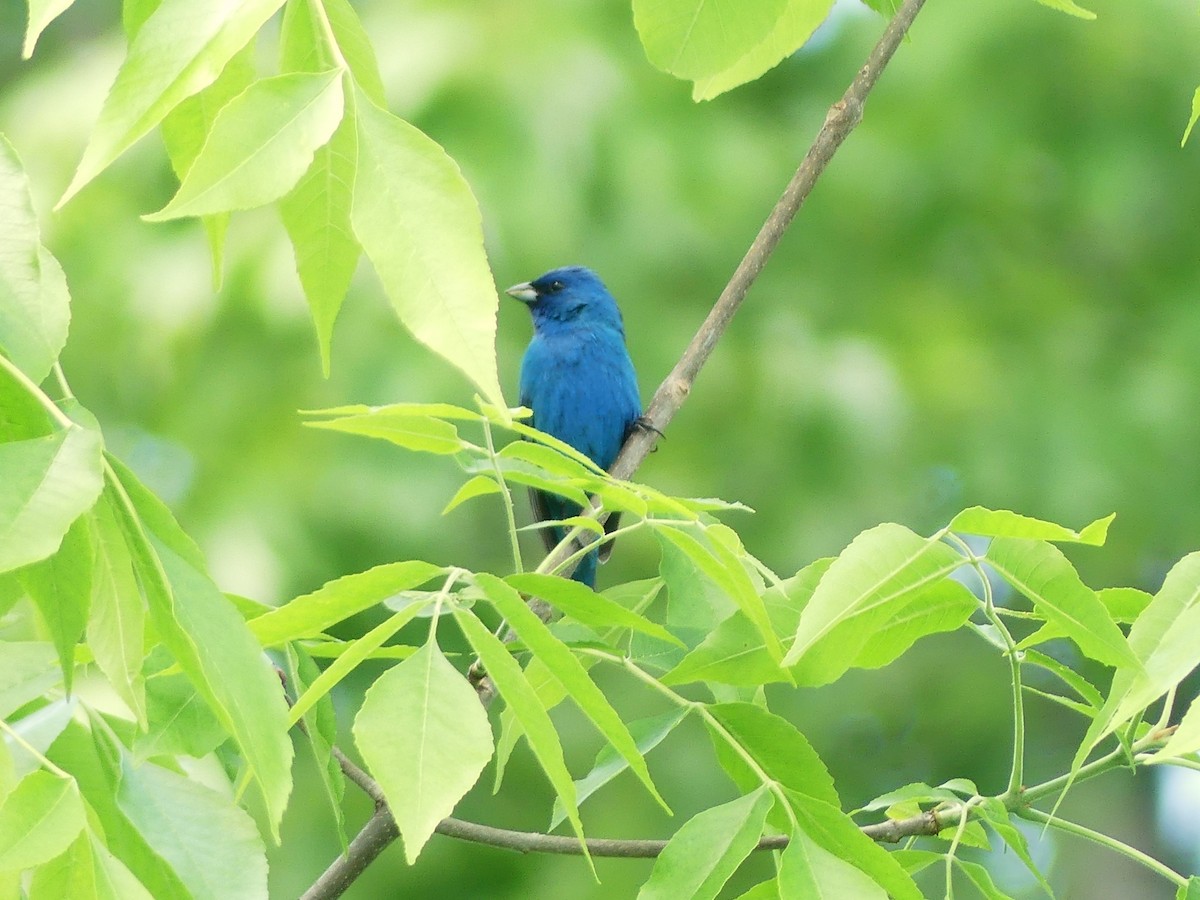 Passerin indigo - ML619584473