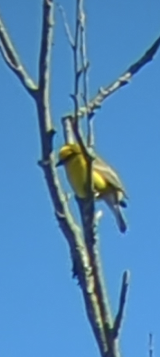 Blue-winged Warbler - Bill Dorner