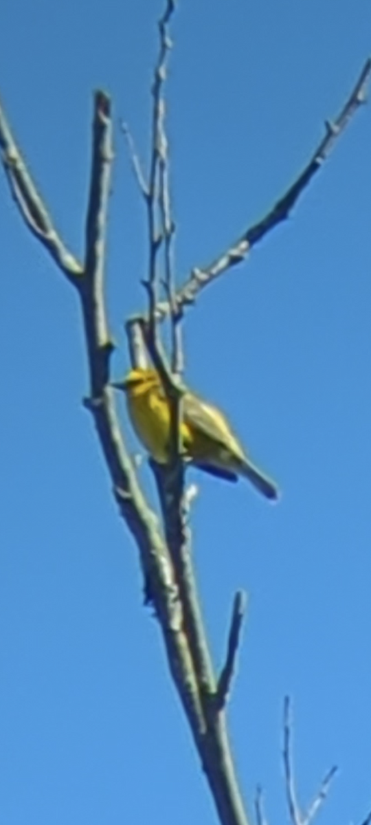 Blue-winged Warbler - Bill Dorner