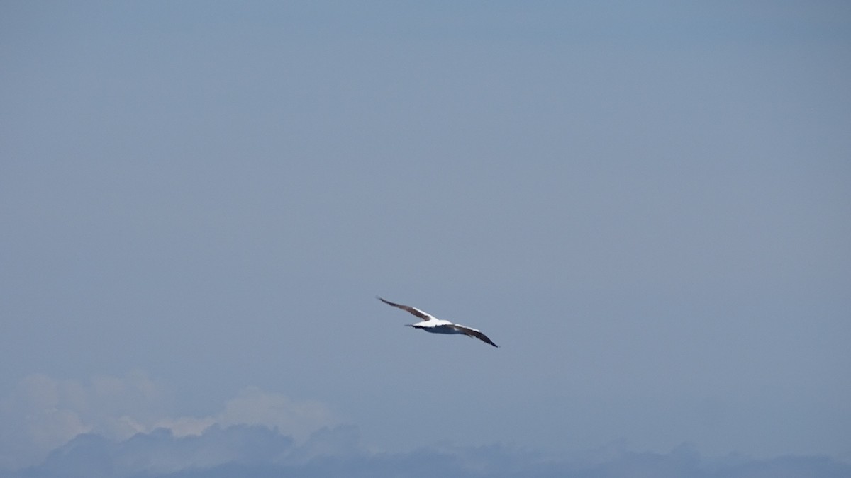 Masked Booby - ML619584479