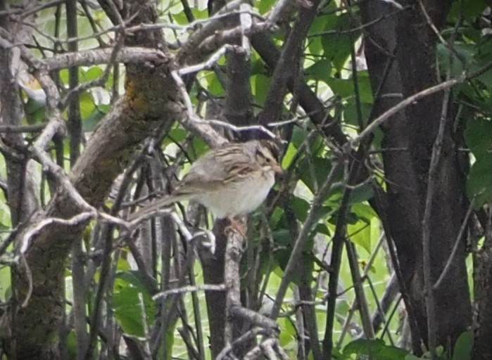 Clay-colored Sparrow - ML619584480