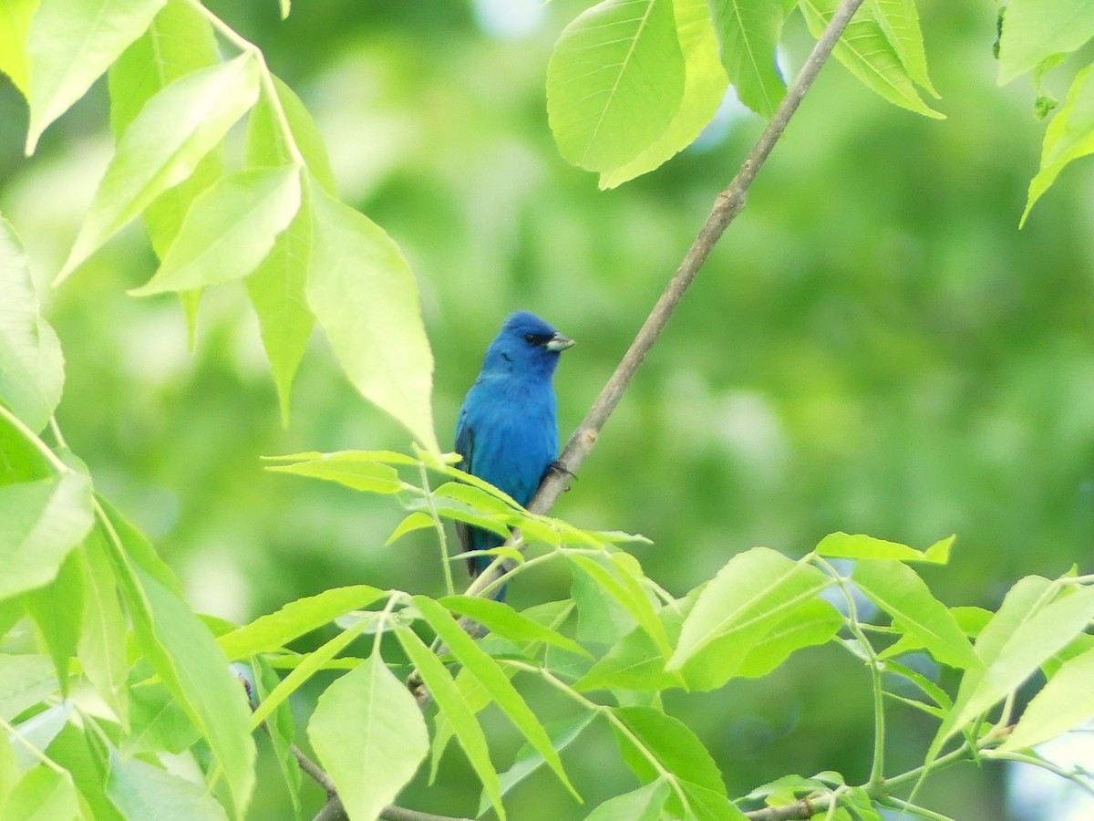 Indigo Bunting - ML619584482