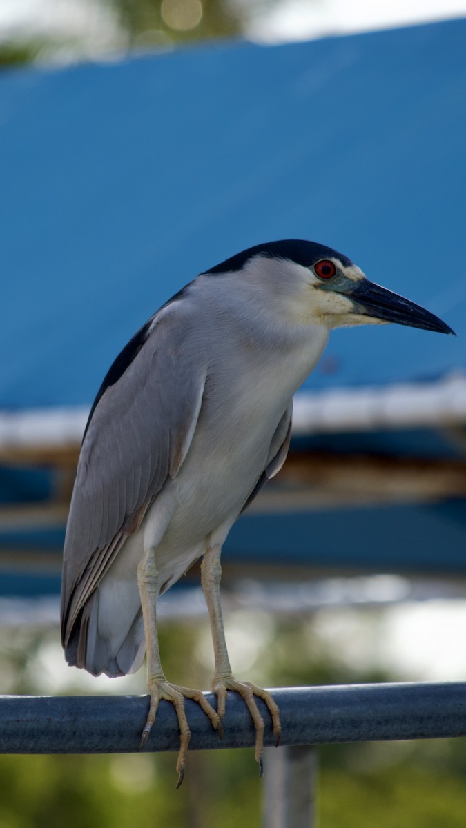 Black-crowned Night Heron (American) - Anonymous