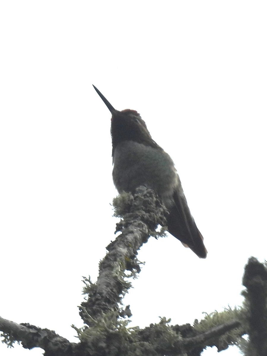 Anna's Hummingbird - Erik Bergman