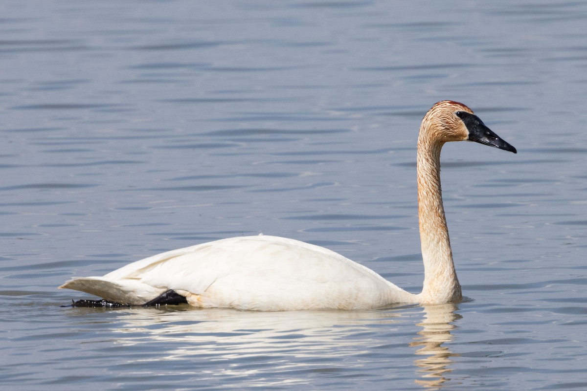 Trumpeter Swan - Kees de Mooy