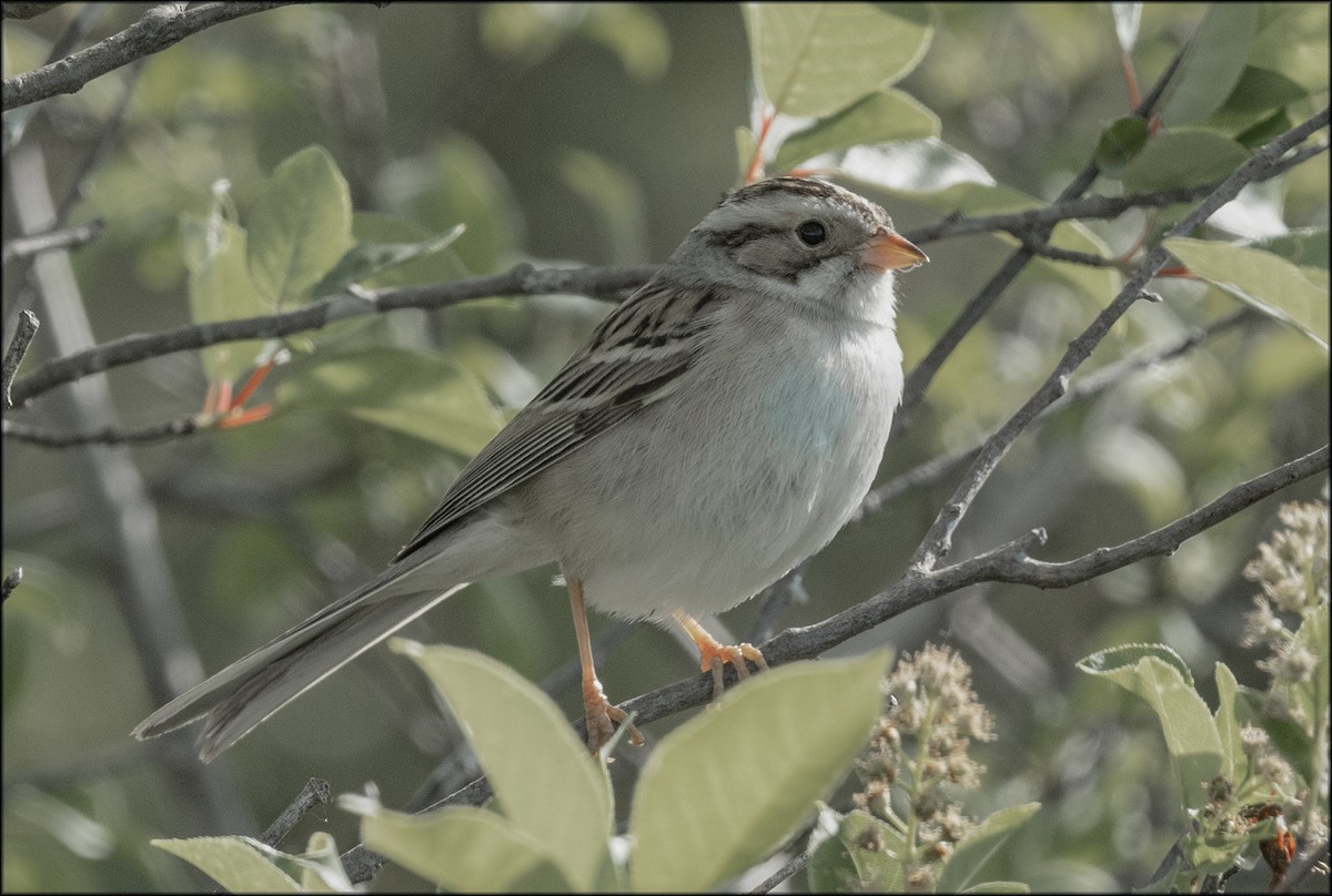 Clay-colored Sparrow - Paul Lagasi